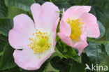 Hondsroos (Rosa canina)