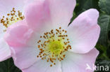 Hondsroos (Rosa canina)