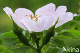 Hondsroos (Rosa canina)