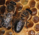 Honey bee (Apis mellifera)