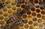 Honey bee (Apis mellifera)