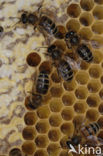 Honey bee (Apis mellifera)