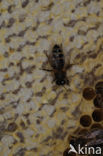 Honey bee (Apis mellifera)