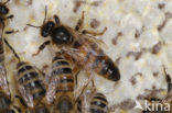 Honey bee (Apis mellifera)