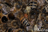 Honey bee (Apis mellifera)