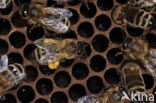 Honey bee (Apis mellifera)