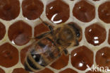 Honey bee (Apis mellifera)