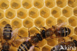 Honey bee (Apis mellifera)