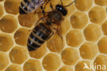 Honey bee (Apis mellifera)