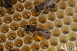 Honey bee (Apis mellifera)