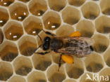 Honey bee (Apis mellifera)