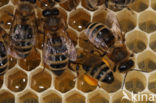 Honey bee (Apis mellifera)