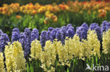 Hyacint (Hyacinthus spec)