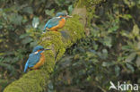 Kingfisher (Alcedo atthis)