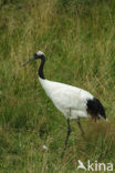 Japanse Kraanvogel (Grus japonensis) 