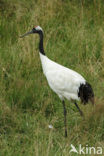 Japanse Kraanvogel (Grus japonensis) 