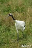 Japanse Kraanvogel (Grus japonensis) 