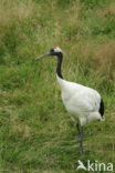 Japanse Kraanvogel (Grus japonensis) 