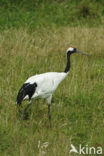 Japanse Kraanvogel (Grus japonensis) 