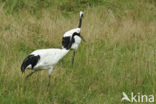 Japanse Kraanvogel (Grus japonensis) 