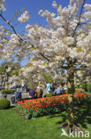 Japanese Cherry (Prunus serrulata)