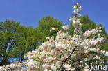 Japanse sierkers (Prunus serrulata)