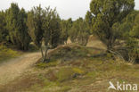 common juniper (Juniperus communis)