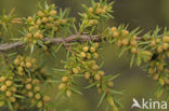 Jeneverbes (Juniperus communis)