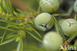 common juniper (Juniperus communis)