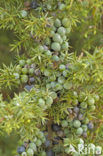 Jeneverbes (Juniperus communis)