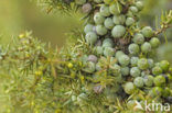 common juniper (Juniperus communis)