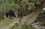 Jeneverbes (Juniperus communis)