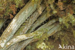 common juniper (Juniperus communis)