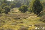 common juniper (Juniperus communis)