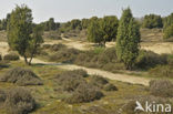 common juniper (Juniperus communis)