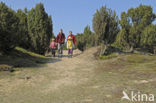 common juniper (Juniperus communis)