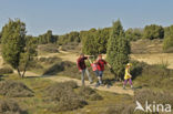 common juniper (Juniperus communis)