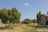 Jeneverbes (Juniperus communis)