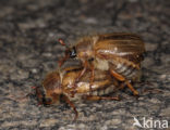 Junikever (Amphimallon solstitiale)