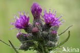 Kale jonker (Cirsium palustre)