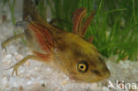 Great Crested Newt