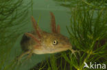 Great Crested Newt