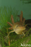 Great Crested Newt