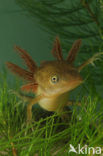 Great Crested Newt