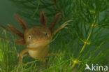 Great Crested Newt