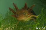 Great Crested Newt