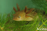 Kamsalamander (Triturus cristatus) 