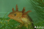 Great Crested Newt