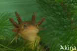 Great Crested Newt