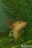 Kamsalamander (Triturus cristatus) 